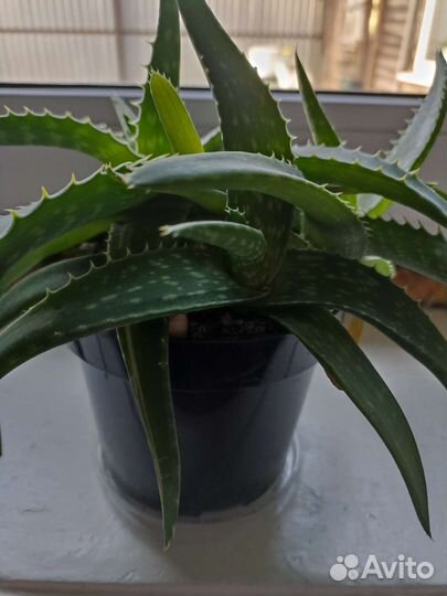 Алоэ лечебный