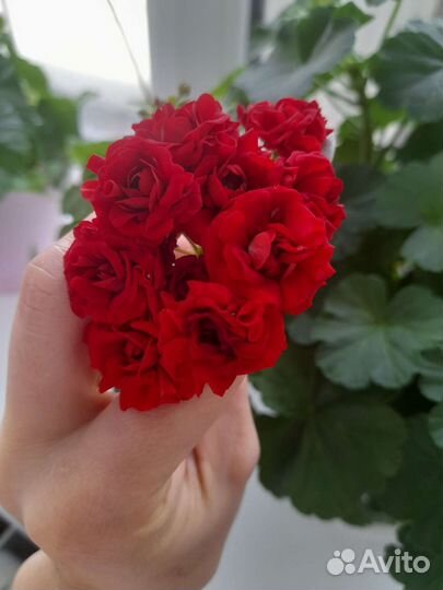 Пеларгония герань