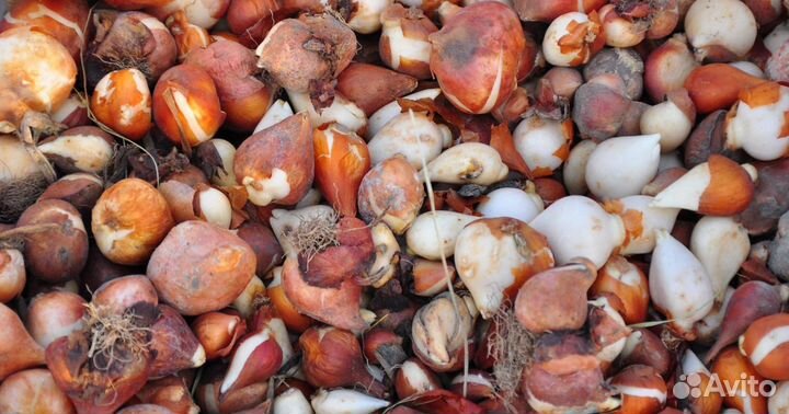 Луковицы тюльпанов опт