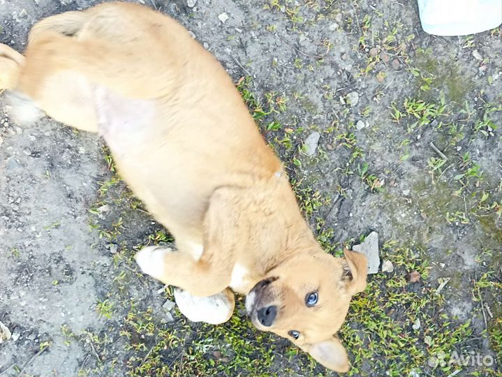 Щенок в добрые руки бесплатно