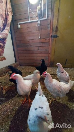 Молодые петушки