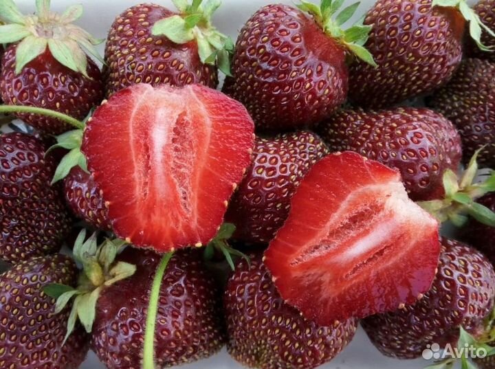 Клубника ранняя