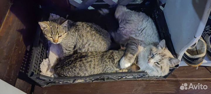 Котята в добрые руки