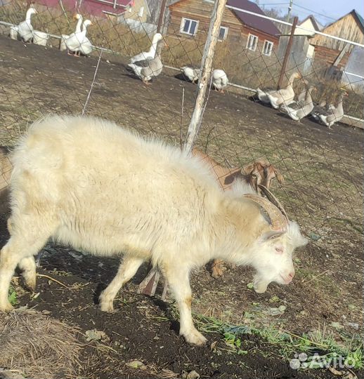 Козел зааненский