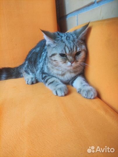 Котик яисокровный