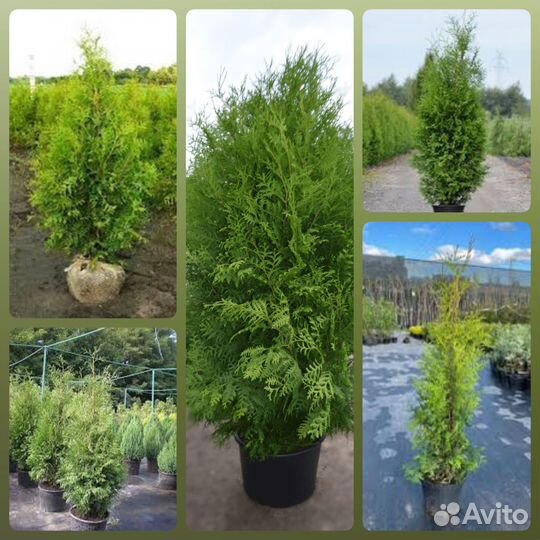 Туя Брабант 80-100 см (предзаказ)