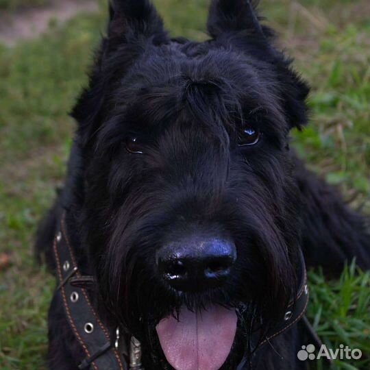 Ризеншнауцер вязка