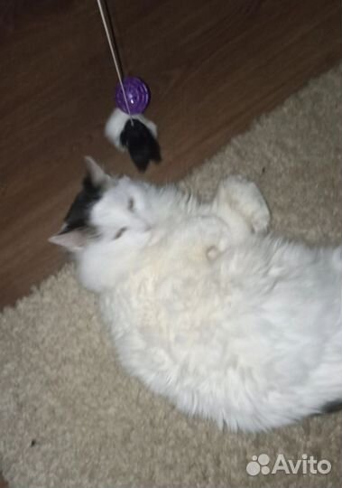 Отдам кота Деди