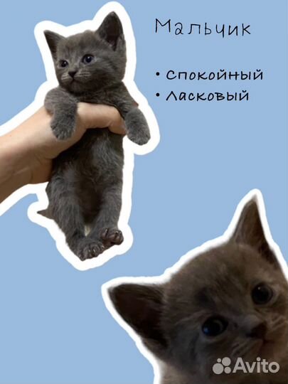 Классные котята в добрые руки