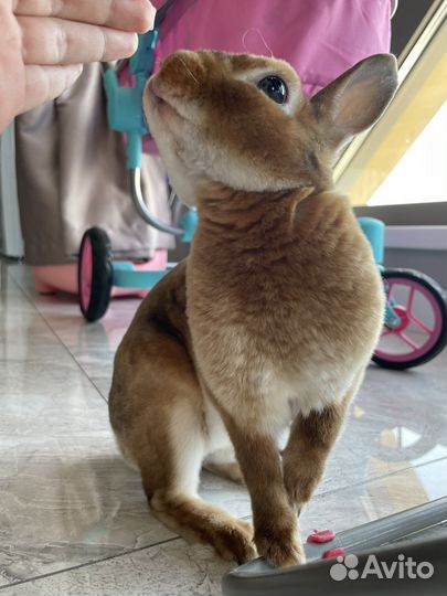 Вязка кроликов