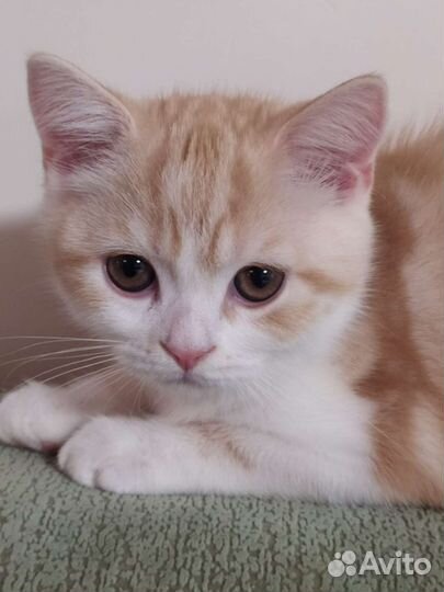 Шотландские прямоухие котята