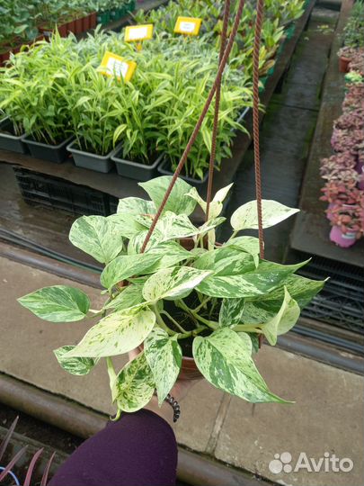 Эпипремнум