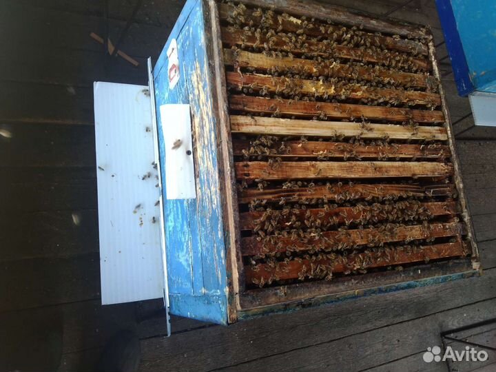 Пчелосемьи с маткой 22 года карника бакфаст
