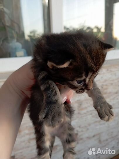 Британские котята