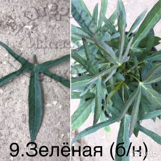 Ипомея батат