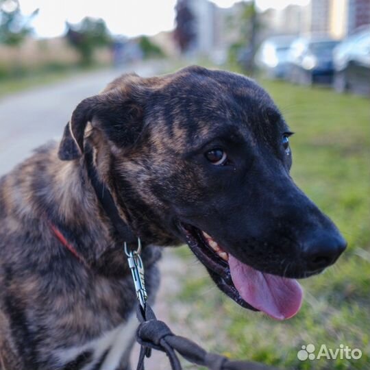 Собака метис кане-корсо в добрые руки бесплатно