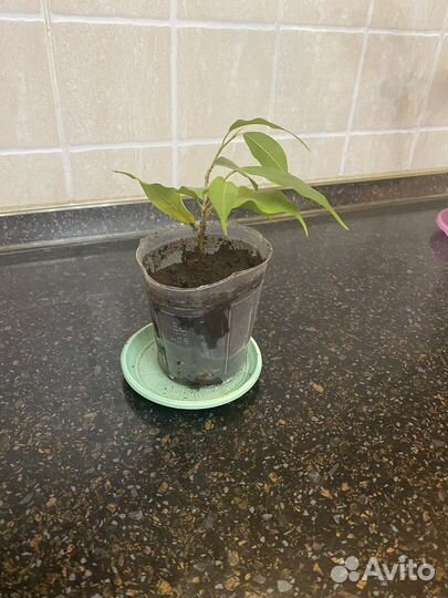 Фикус бенджамина