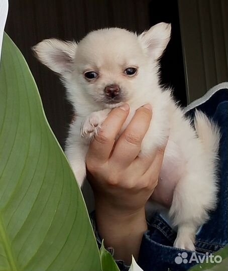 Чихуахуа девочка