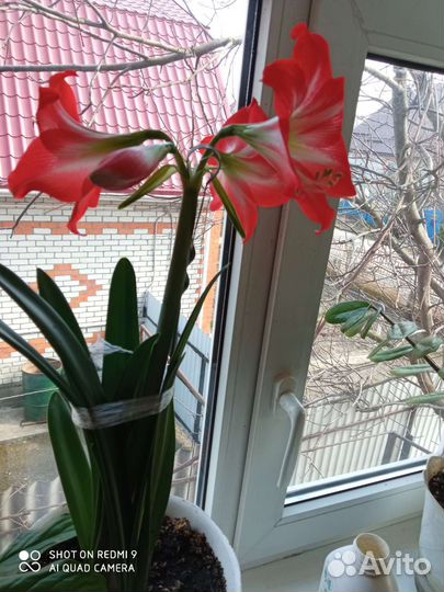 Гиппиаструм