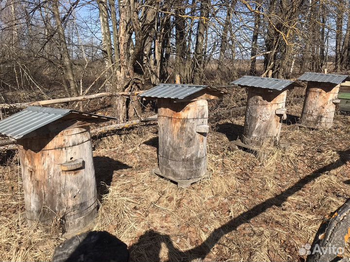 Продам колоды для пчел