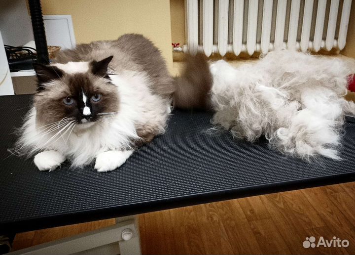 Стрижка собак и кошек груминг