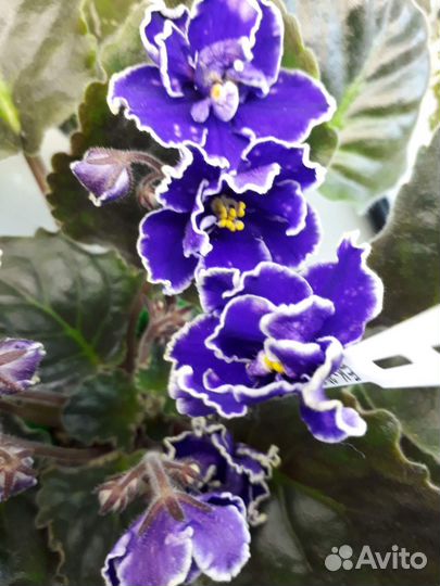 Фиалки-укоренённые листы