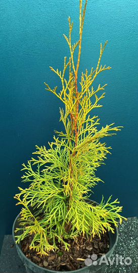 Туя смарагд