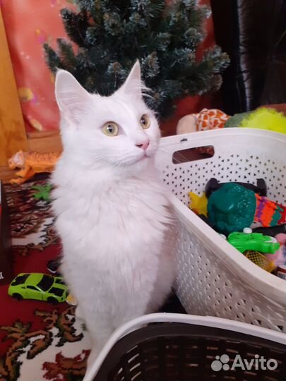 Домашняя кошечка