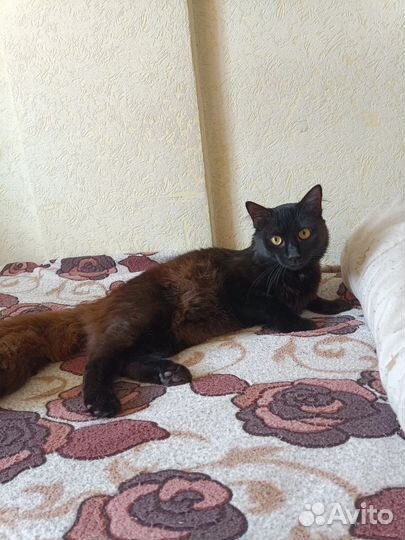 Котик ищет хозяина