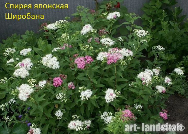 Саженцы Спиреи