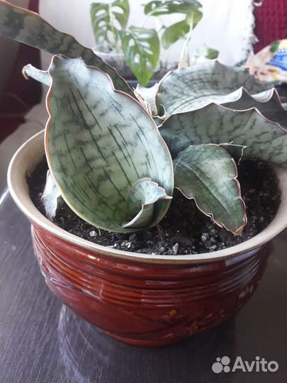 Сансевьерии сортовые