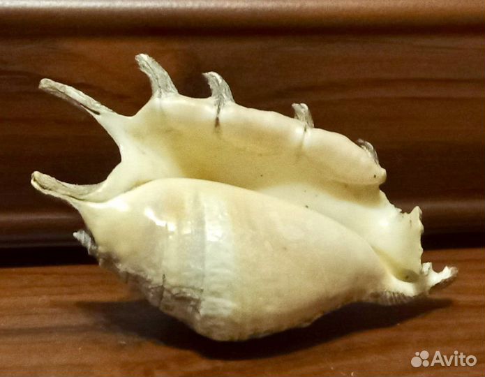 Ракушка морская 12 см