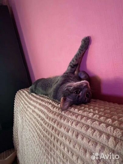 Ищу дом молодой кошечки