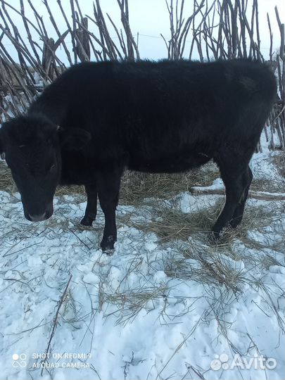 Нетель Стельная