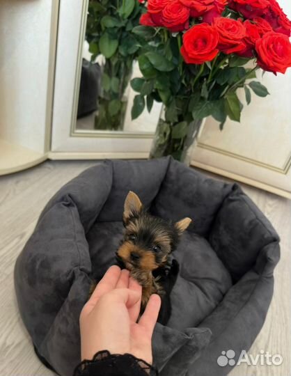 Йоркширский терьер щенки