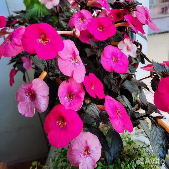 Ахименес длинноцветковый розовый