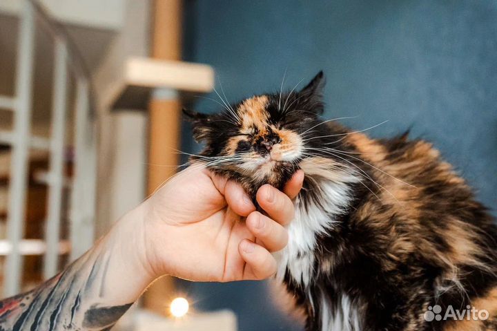 Кот из приюта