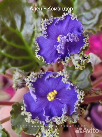 Сортовые фиалки