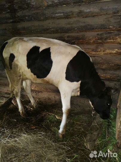 Коровы нетели