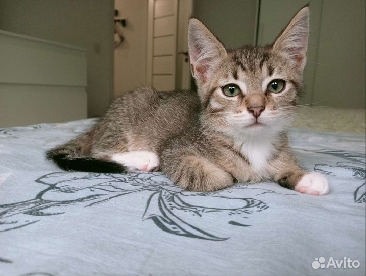 Котята ищут дом