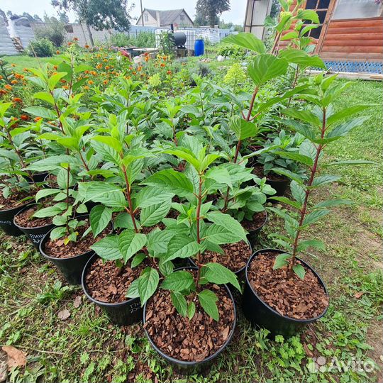 Гортензия Самарская Лидия