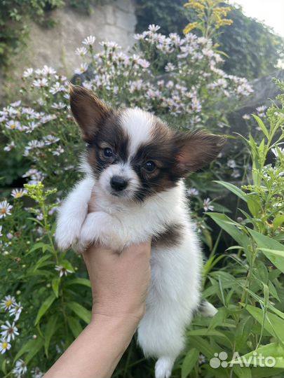 Папийон щенки