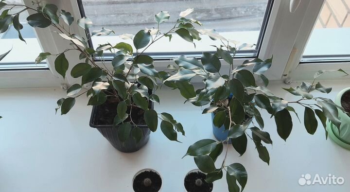 Живые цветы, комнатные растения подарок на 8 марта