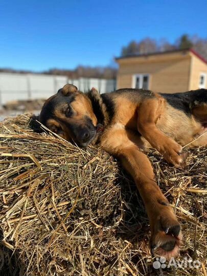Алиса - нежность приюта