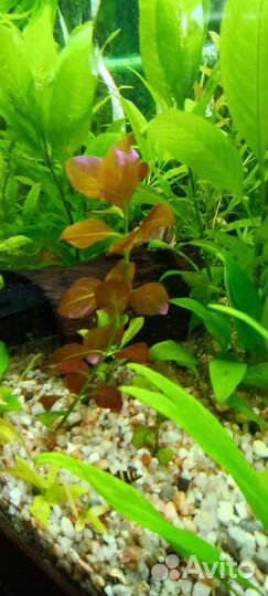 Валлиснерия спираль, Гуппи, растения, Хелены