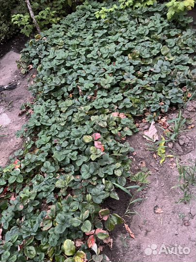 Рассада клубники Черный Лебедь