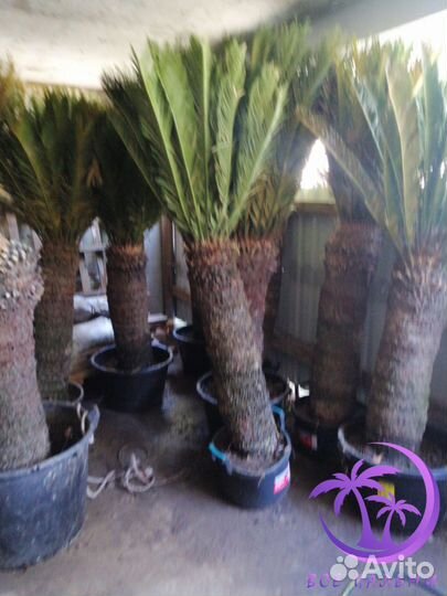 Пальма Большая