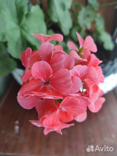 Пеларгония герань