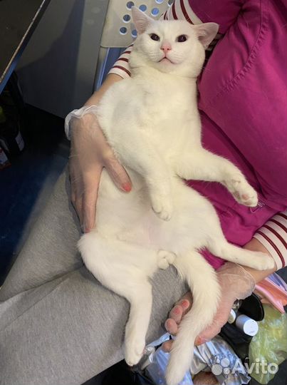 Кастрация и стерилизация на дому