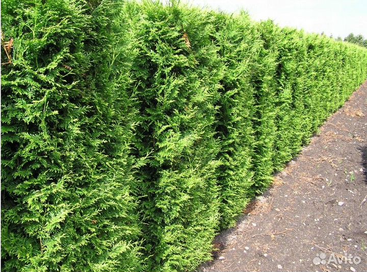 Туя Брабант для живой изгороди